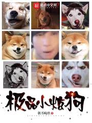 极品小炫狗封面